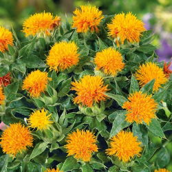 Saffloer - Zanzibar - oranje - Carthamus tinctorius - Diep oranje en krachtig zomerachtig - Verse zaden
