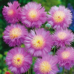 Bajorė Kilnioji - Graciosa - (Centaurea imperialis) - Kvapni elegancija, išskirtinė puošmena - Šviežios sėklos