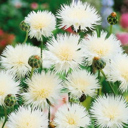 Bajorė Kilnioji - The Bride - (Centaurea imperialis) - Gryni balti, nuostabiai vasariškai žavūs - Šviežios sėklos