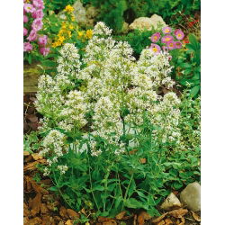 Red Valerian - white - Centranthus ruber - Brightest white, most elegant summer blooms - Fresh Seeds