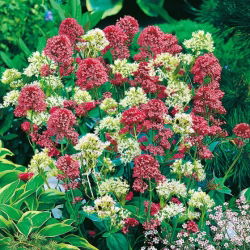 Red Valerian - mixed - Centranthus ruber - Richest mix, longest-flowering wild beauty - Fresh Seeds