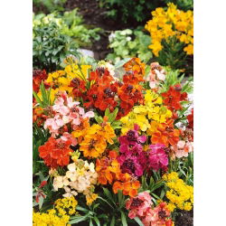 Tvåårig Gyllenlack - Tom Thumb - Låg - Cheiranthus cheiri - Lång blomningstid och intensiv färgprakt - Färska frön