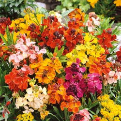 Tvåårig Gyllenlack - Tom Thumb - Låg - Cheiranthus cheiri - Lång blomningstid och intensiv färgprakt - Färska frön