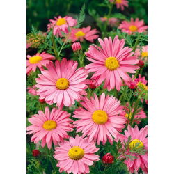 Piretro - Robinson's Giants - rosa - Chrysanthemum coccineum - Rosa soffice, fioritura armoniosa - Semi Freschi