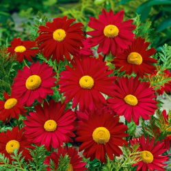 Piretro - Robinson's Giants - rosso - Chrysanthemum coccineum - Rosso profondo, presenza imponente - Semi Freschi
