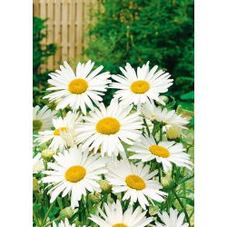 Margherita Gigante - Alaska - Chrysanthemum maximum - Candore puro, fiori generosi - Semi Freschi