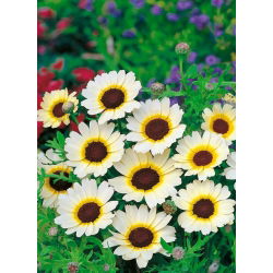 Crisantemo Campestre - Eastern Star - Chrysanthemum segetum - Oro vivido, contrasto marcato - Semi Freschi