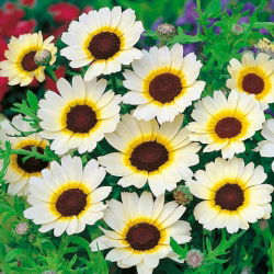 Crisantemo Campestre - Eastern Star - Chrysanthemum segetum - Oro vivido, contrasto marcato - Semi Freschi