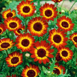 Crisantemo Campestre - German Flag - Chrysanthemum segetum - Tricolore vivace, effetto estivo persistente - Semi Freschi