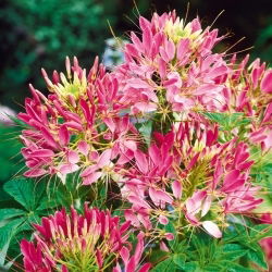 Spider Flower - Rose Queen - Cleome hassleriana - Majestic Pink, Pollinator Magnet - Fresh Seeds