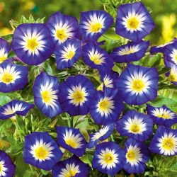 Háromszínű szulák - Royal Ensign - kék - Convolvulus tricolor - Mély kék virágok, erőteljes megjelenés - Friss vetőmagok