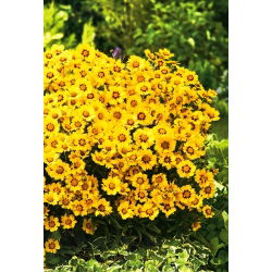 Meisjesogen - Baby Gold - Coreopsis lanceolata - Gouden schittering en langdurige pracht - Verse zaden