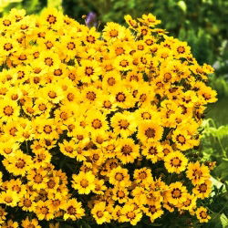 Meisjesogen - Baby Gold - Coreopsis lanceolata - Gouden schittering en langdurige pracht - Verse zaden