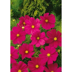 Cosmos - Sensation - Dazzler - Cosmos bipinnatus - Escarlate brilhante, variedade marcante - Sementes frescas