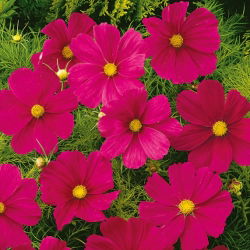 Cosmos - Sensation - Dazzler - Cosmos bipinnatus - Escarlate brilhante, variedade marcante - Sementes frescas