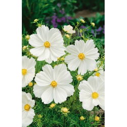 Cosmos - Sensation - Purity - Cosmos bipinnatus - Pétalas brancas e elegância floral - Sementes frescas