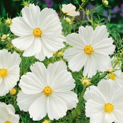 Cosmos - Sensation - Purity - Cosmos bipinnatus - Pétalas brancas e elegância floral - Sementes frescas