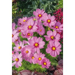 Cosmos - Sensation - Radiance - Cosmos bipinnatus - Magenta intenso, planta alta e radiante - Sementes frescas