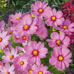 Cosmos - Sensation - Radiance - Cosmos bipinnatus - Magenta intenso, planta alta e radiante - Sementes frescas