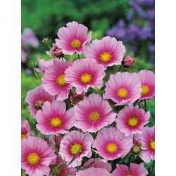 Cosmos - Sensation - Day Dream - Cosmos bipinnatus - Rosa suave, flores delicadas - Sementes frescas