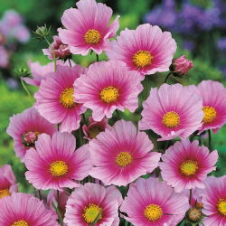 Cosmos - Sensation - Day Dream - Cosmos bipinnatus - Rosa suave, flores delicadas - Sementes frescas