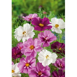 Cosmos - Psyché - Mistura - Cosmos bipinnatus - Mistura diversificada, tons vibrantes no verão - Sementes frescas