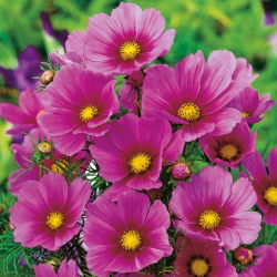 Cosmos - Tetra Versailles - Dark Rose - Cosmos bipinnatus - Rosa escuro, textura floral rica - Sementes frescas