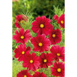 Cosmos - Tetra Versailles - Red - Cosmos bipinnatus - Carmesim intenso, elemento de jardim arrojado - Sementes frescas