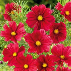 Cosmos - Tetra Versailles - Red - Cosmos bipinnatus - Carmesim intenso, elemento de jardim arrojado - Sementes frescas