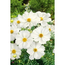 Cosmos - Tetra Versailles - White - Cosmos bipinnatus - Branco puro, destaque marcante no verão - Sementes frescas