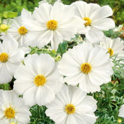 Cosmos - Tetra Versailles - White - Cosmos bipinnatus - Branco puro, destaque marcante no verão - Sementes frescas