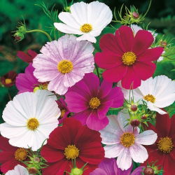 Градински космос - Tetra Versailles - смес - Cosmos bipinnatus - Високи растения, елегантен флорален ефект - Свежи семена