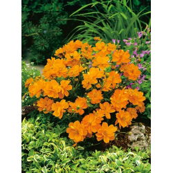 Cósmea Laranja Baixa - Carpet Orange - Laranja - Cosmos sulphureus - Tapete laranja de floração prolongada - Sementes frescas