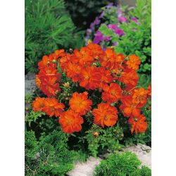 Cósmea Laranja Baixa - Carpet Red - Vermelho - Cosmos sulphureus - Planta compacta de tom vermelho intenso - Sementes frescas