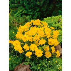 Cósmea Laranja Baixa - Carpet Lemon - Amarelo-limão - Cosmos sulphureus - Variedade anã de tom amarelo vivo - Sementes frescas