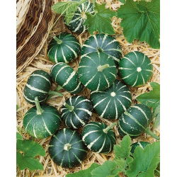Sierpompoen 'Flat Striped' - zaden (Cucurbita pepo)