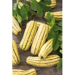 Sierpompoen 'Delicata' - zaden (Cucurbita pepo)