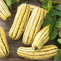 Sierpompoen 'Delicata' - zaden (Cucurbita pepo)