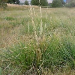Festuca arundinacea - Ninkoko - 5 kg - Erba foraggera ad alta resa per terreni umidi o secchi - Semi Freschi