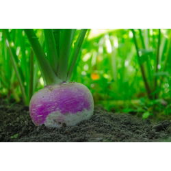 Voederraap 'Marco' - 100 g - zaden (Brassica rapa subsp. rapa)