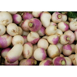 Voederraap 'Marco' - 500 g - zaden (Brassica rapa subsp. rapa)