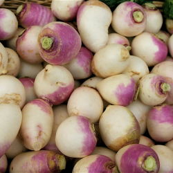 Voederraap 'Marco' - 500 g - zaden (Brassica rapa subsp. rapa)