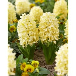 Hiacintas - Yellowstone - Hyacinthus - svogūnas - 3 vnt.