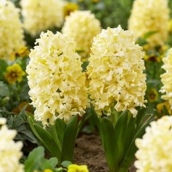 Hiacintas - Yellowstone - Hyacinthus - svogūnas - 3 vnt.