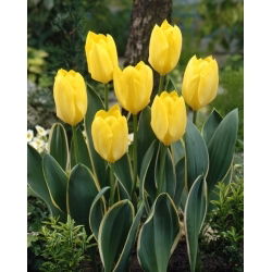 Tulipán - Easter Moon - Tulipa - Días dorados abrazan el nuevo ciclo - Bulbos - 5 uds.