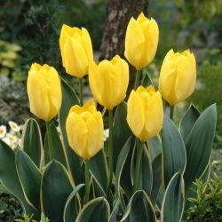 Tulipán - Easter Moon - Tulipa - Días dorados abrazan el nuevo ciclo - Bulbos - 5 uds.