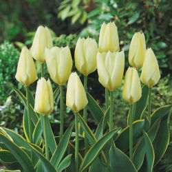 Tulpe - Purissima Design - Tulipa - Unerschütterliche Blütenpracht bei jedem Wetter - Blumenzwiebel - 5 Stück