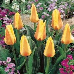 Tulpe - Miskodeed - Tulipa - Exklusive Blütenform mit Sammlerwert - Blumenzwiebel - 5 Stück