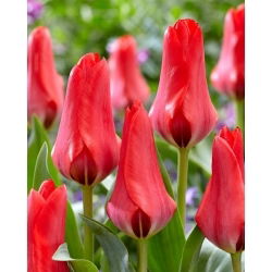 Tulipano - Soraya - Tulipa - Foglie striate, magia d’aprile - Bulbi - Confezione XXL - 250 pz