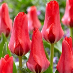 Tulipano - Soraya - Tulipa - Foglie striate, magia d’aprile - Bulbi - Confezione XXL - 250 pz